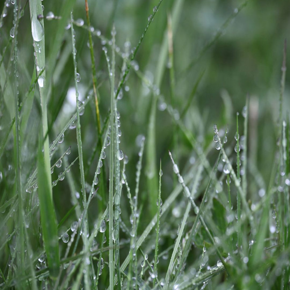 Canon RF 24-240mm f/4-6.3 IS USM Wide-angle to Medium Telephoto Zoom Lens for RF-Mount Full-frame Mirrorless Digital Cameras