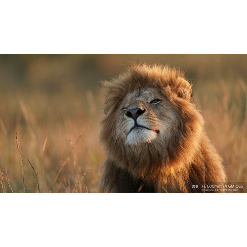 Sony FE 600mm F4 GM OSS Super Telephoto Lens with Three Fluorite, Two ED, One XA Elements, Power Focus, Preset Focus, Focus Limiter and Weather Sealed Design for E-Mount Full-Frame Mirrorless Cameras | SEL600F40GM