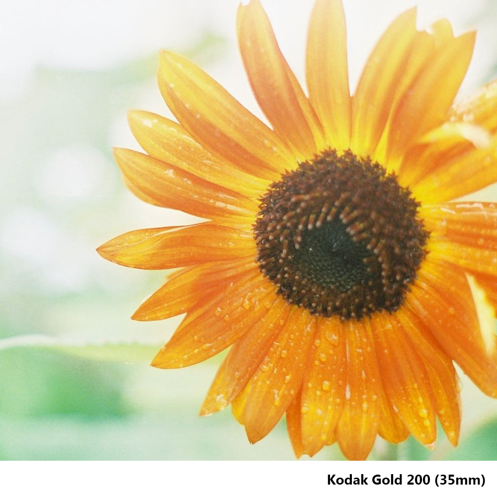 KODAK Gold 200 135 35mm Color Print Negative Film with 36 Exposures Shots, Process C-41 for Film Photography