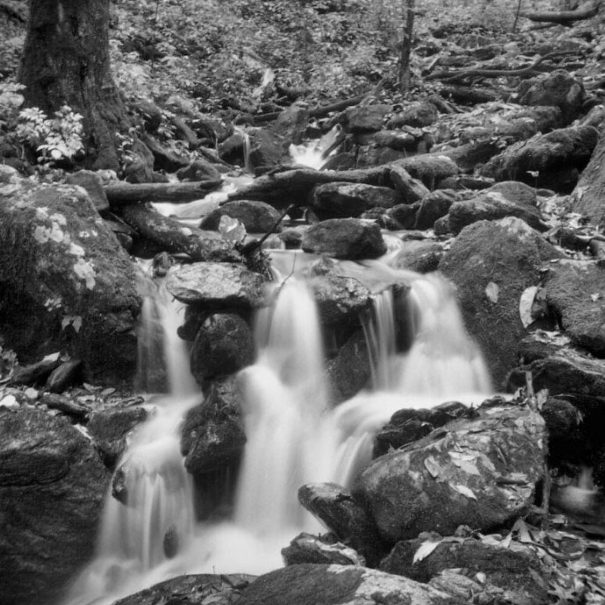 ILFORD Kentmere PAN 400 35mm ISO High Speed Black & White Fine Grain Negative Film with 36 Exposures for Film Camera Photography