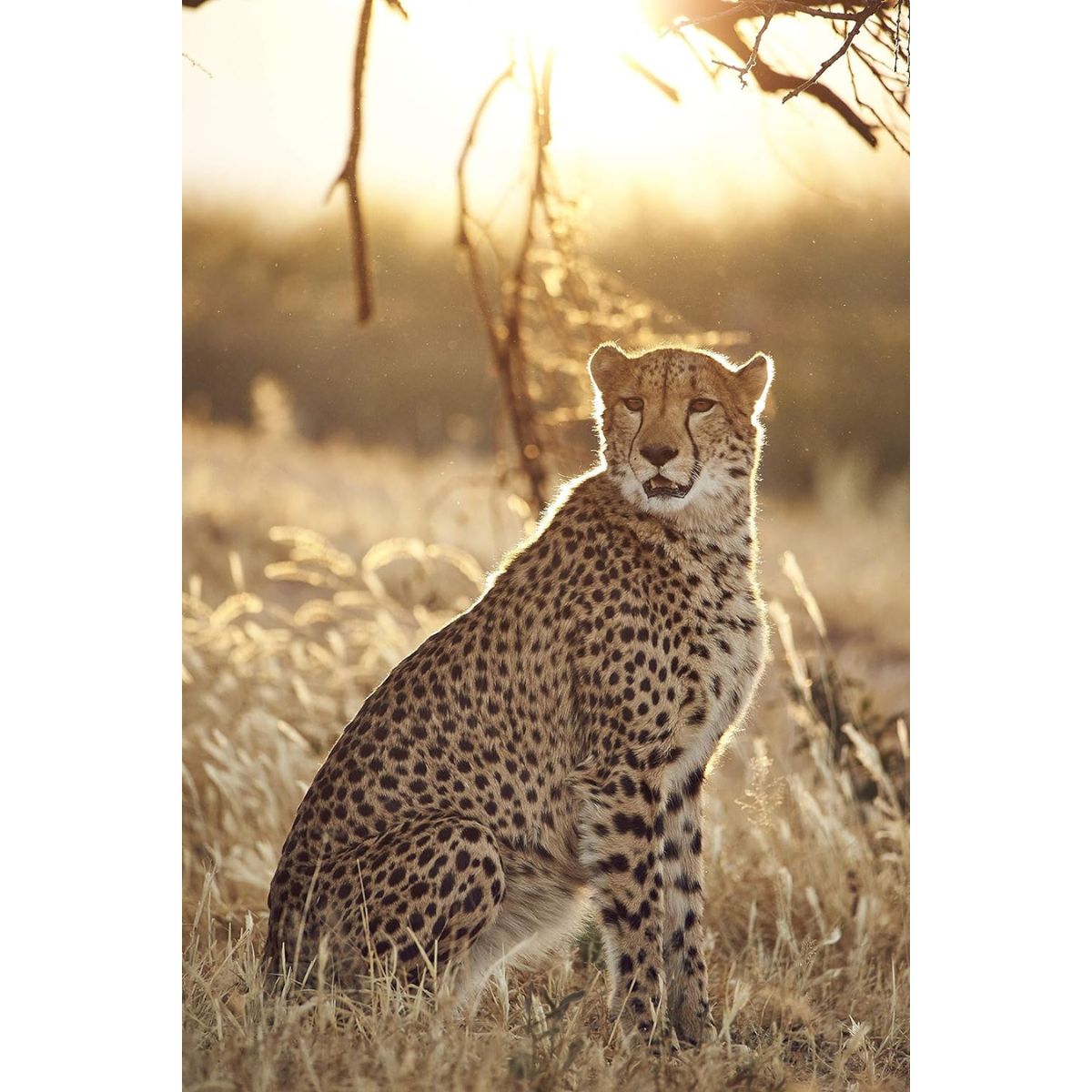 Tamron SP 150-600mm f/5-6.3 Di VC USD G2 Canon EF-Mount Full Frame AF Autofocus Super Telephoto Lens with FLEX ZOOM LOCK Function for DSLR Cameras | A022 / A022E / A022C