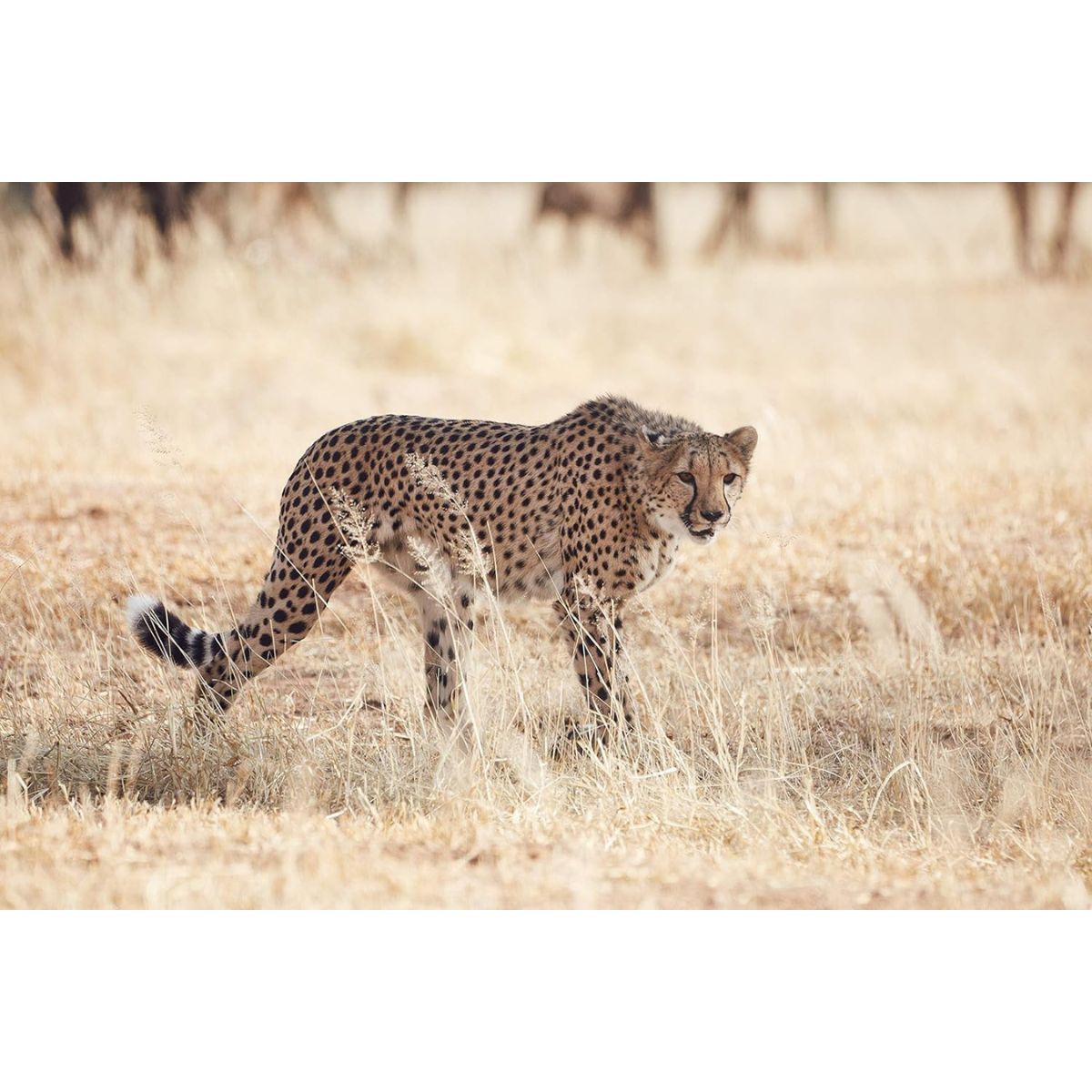 Tamron SP 150-600mm f/5-6.3 Di VC USD G2 Canon EF-Mount Full Frame AF Autofocus Super Telephoto Lens with FLEX ZOOM LOCK Function for DSLR Cameras | A022 / A022E / A022C