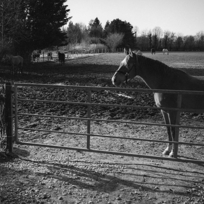 LuckyFilm SHD 400 120 / 135 35mm ISO 400 D-76 Black & White Film Roll 36 / 12 Exposures